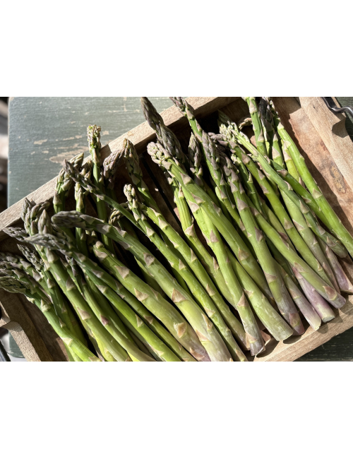FRESH ASPARAGUS [500 g]